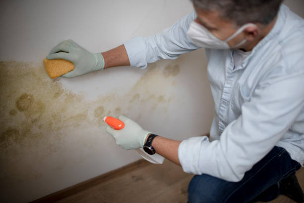 Best Local Mold Removal Service  in Piedmont, OK