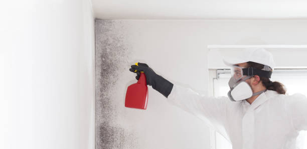 Best Mold Removal and Inspection  in Piedmont, OK