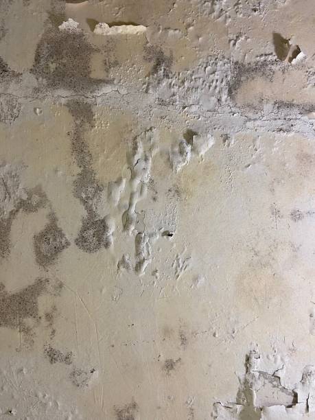 Best Emergency Mold Removal  in Piedmont, OK