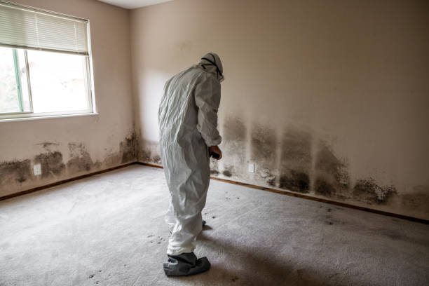 Professional Mold Removal in Piedmont, OK
