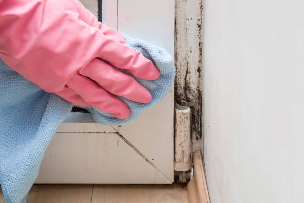 Home Mold Removal in Piedmont, OK