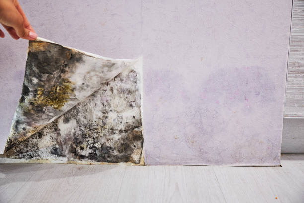 Best Attic Mold Removal  in Piedmont, OK